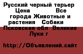 Русский черный терьер › Цена ­ 35 000 - Все города Животные и растения » Собаки   . Псковская обл.,Великие Луки г.